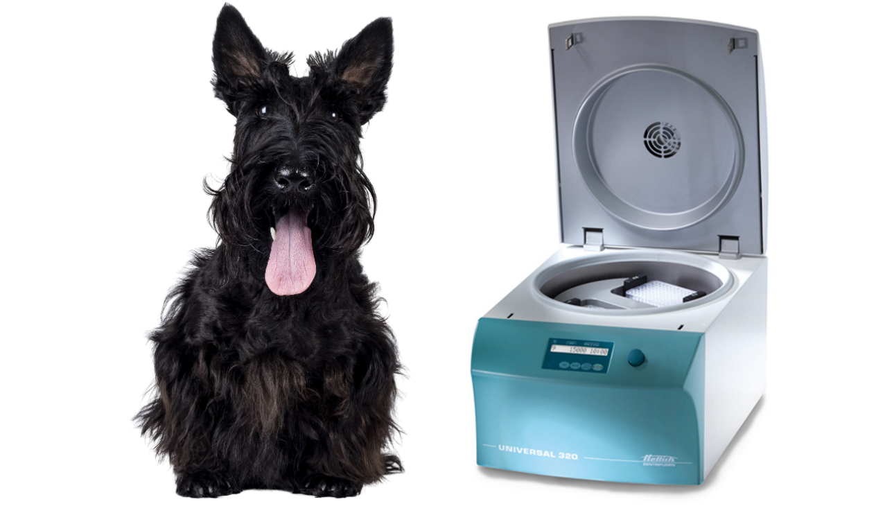 News article images - scottish terrier.png